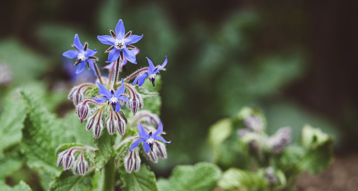 Periwinkle flowers on a borage plant