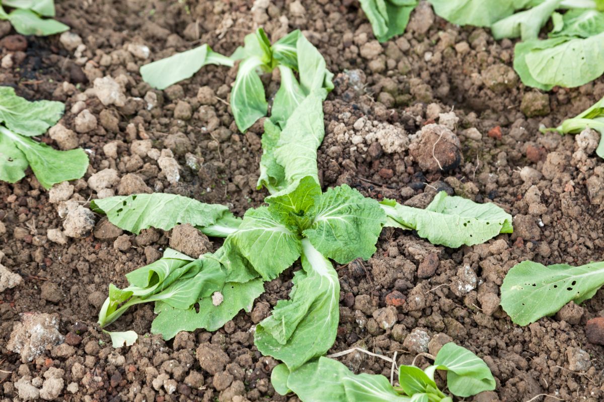 Leaves falling off a plant with damping off disease