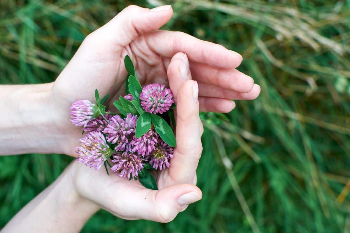 A woman holds a hand full of clover