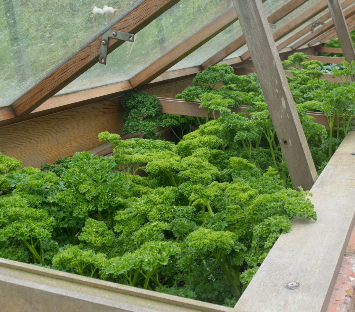 A cold frame filled with hardy growing greens