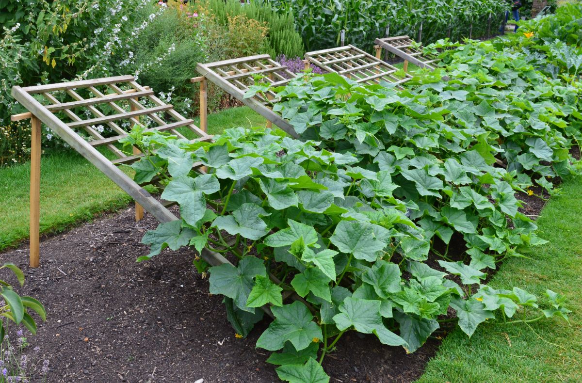 Cucumber plants climb wooden garden trellises