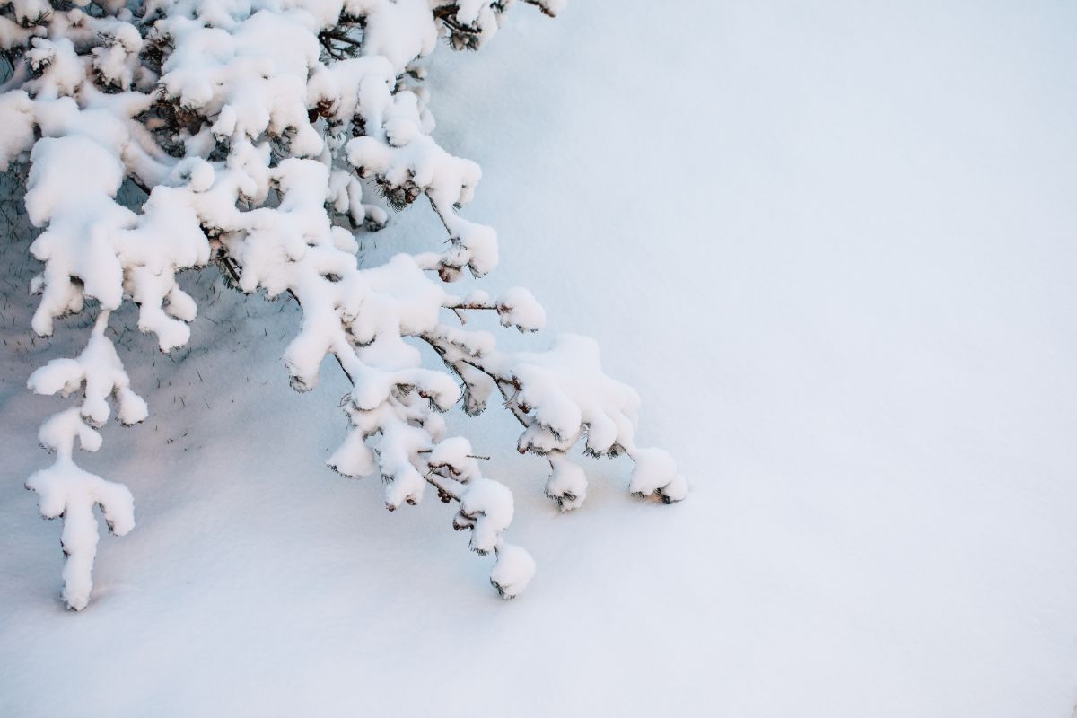 Snow bending the branches on a snow-covered bush.