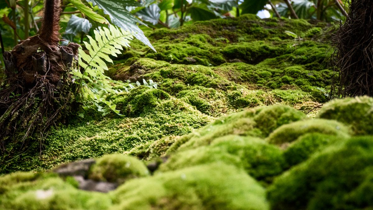 Moss in a woodland to forage for Kokedama