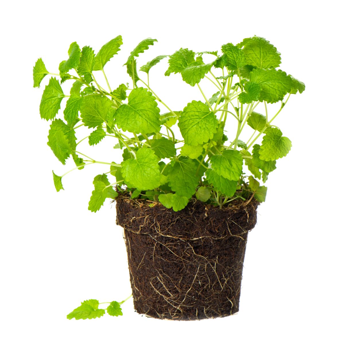A large potted lemon balm can be divided into two or more plants