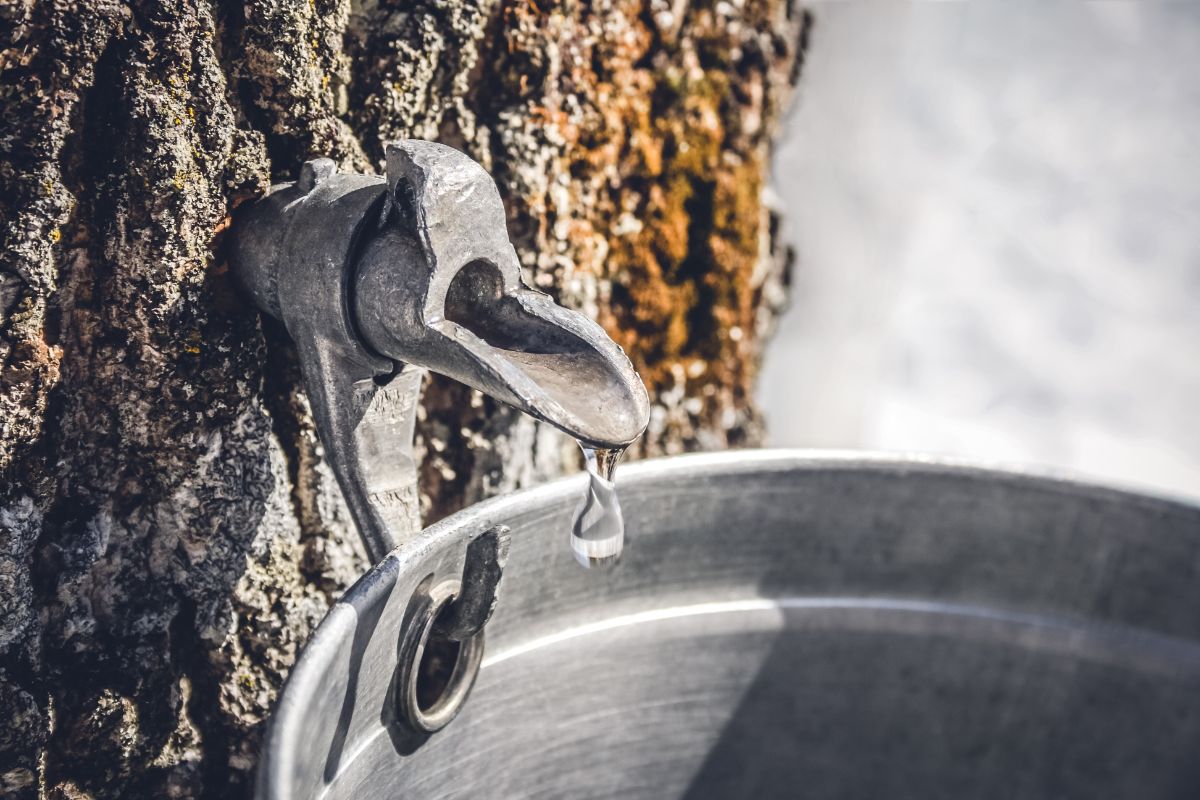 Sap drips from a tap in a maple tree