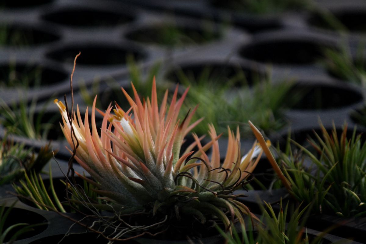 Maxima air plant in pink leaf stage
