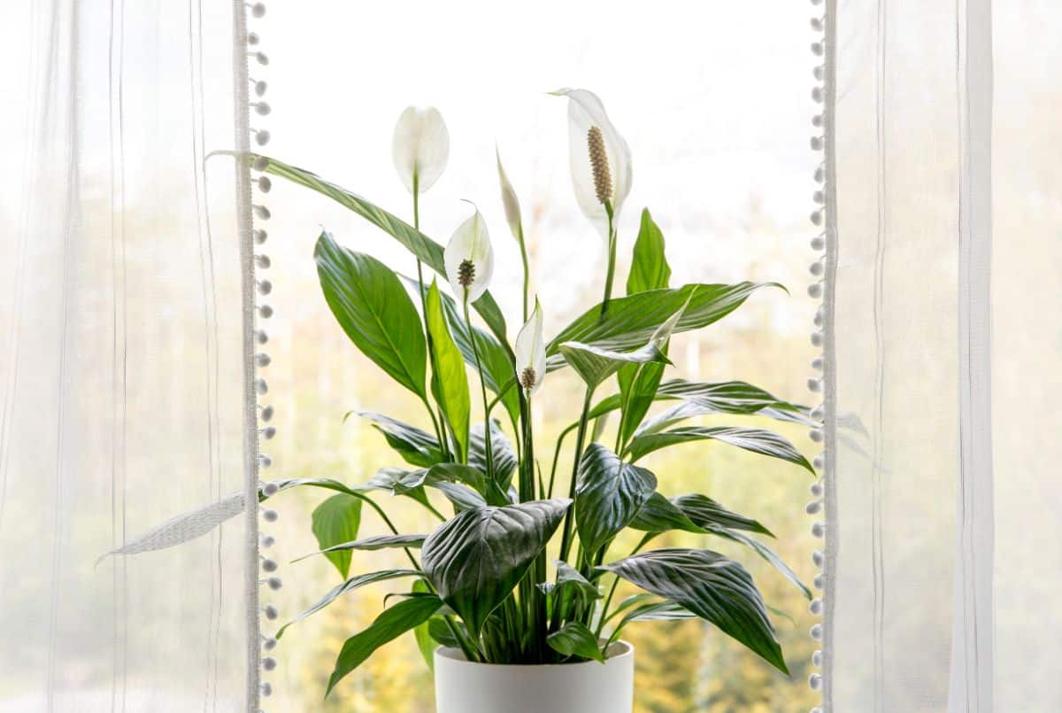 A Peace Lily in bloom. Wait to repot houseplants until after flowering.