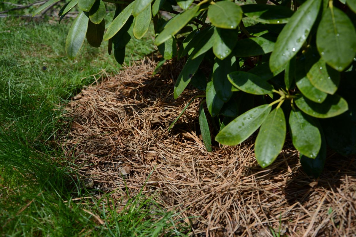 Pine needles used as weed barrier mulch
