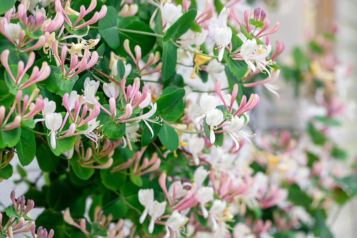 Light pink and white Lonicera honeysuckle