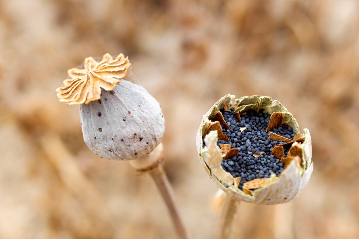 An open oriental poppy pod looks like a bowl full of seeds on a stem