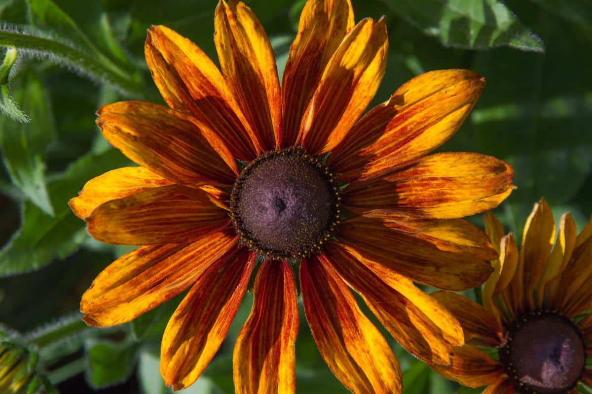 Closeup of an orange hued black eye Susan flower