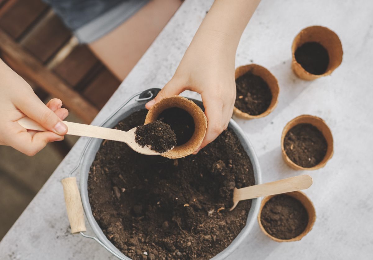 A gardener sows more seeds in peat pots because the seed is older.