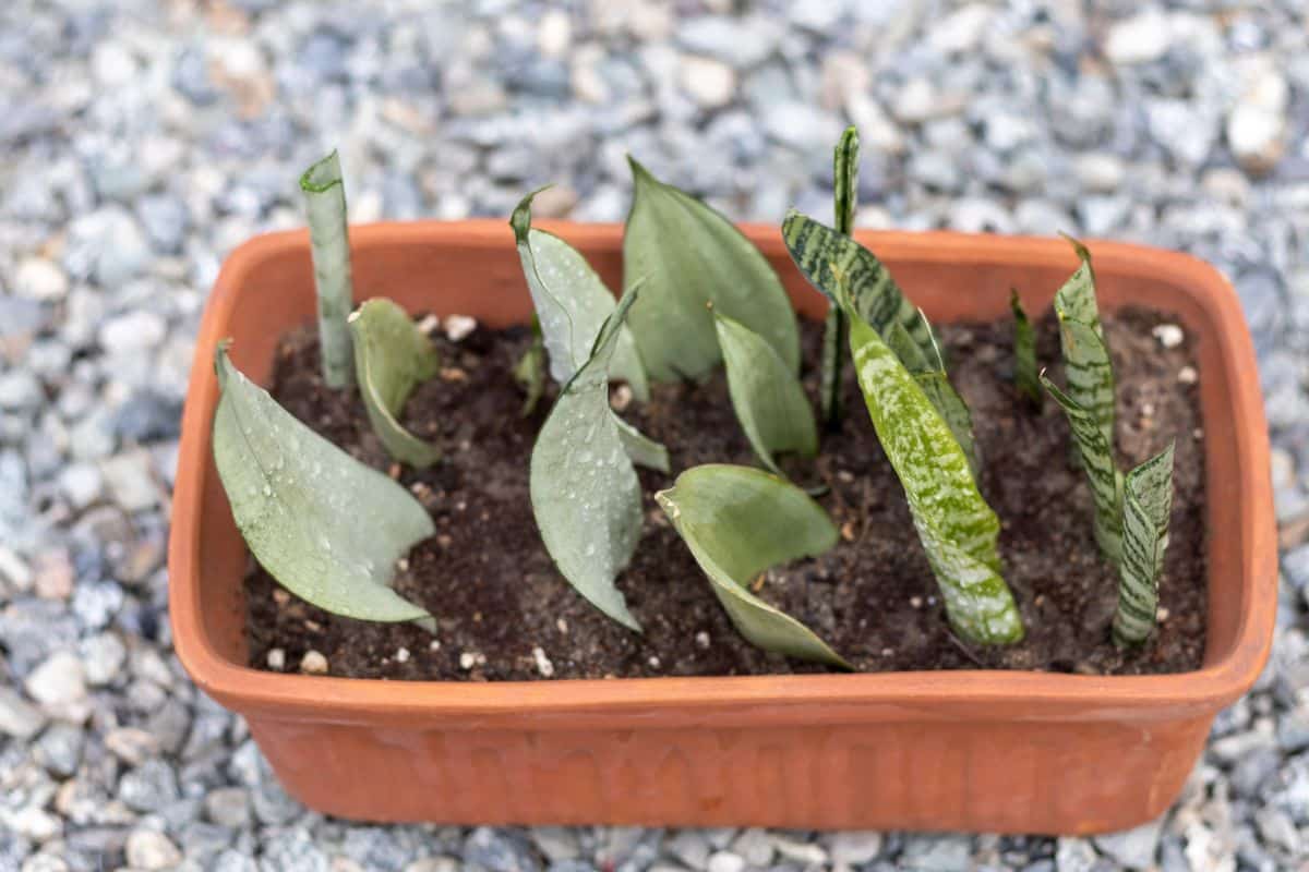 Several snake plant leaf cuttings rooting in one pot