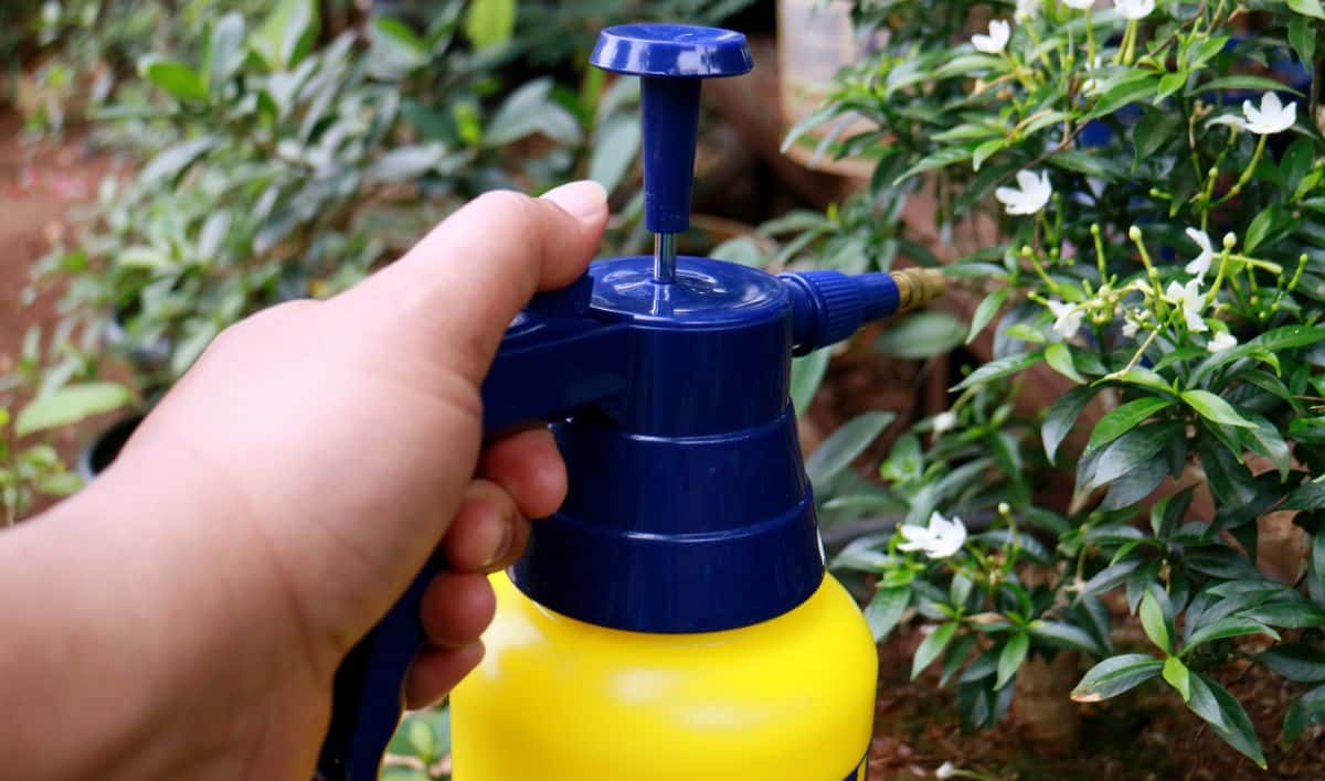 A gardener spraying worm casting tea on a plant