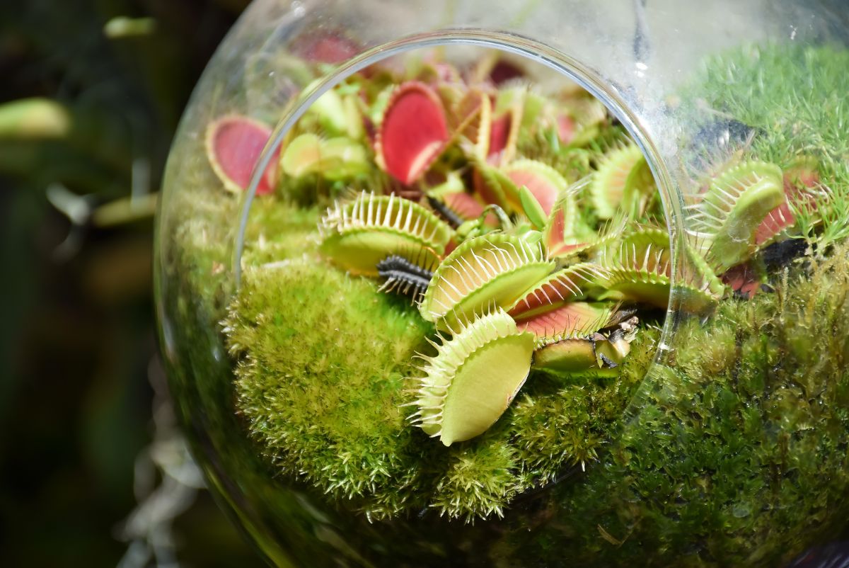 Thriving Venus Fly Trap plants in a terrarium