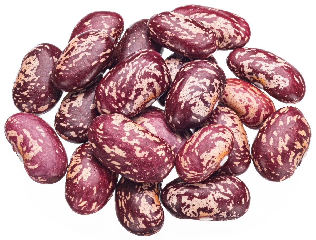 Red speckled Vermont Cranberry beans