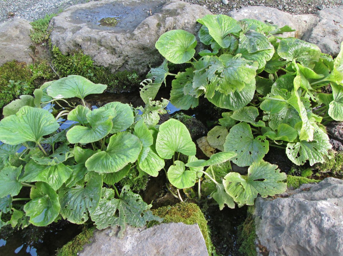 Green leafed wasabi grown in a forest area