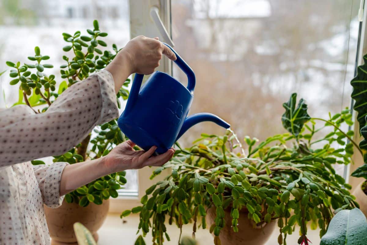 A woman watering a large Christmas cactus throughout the year