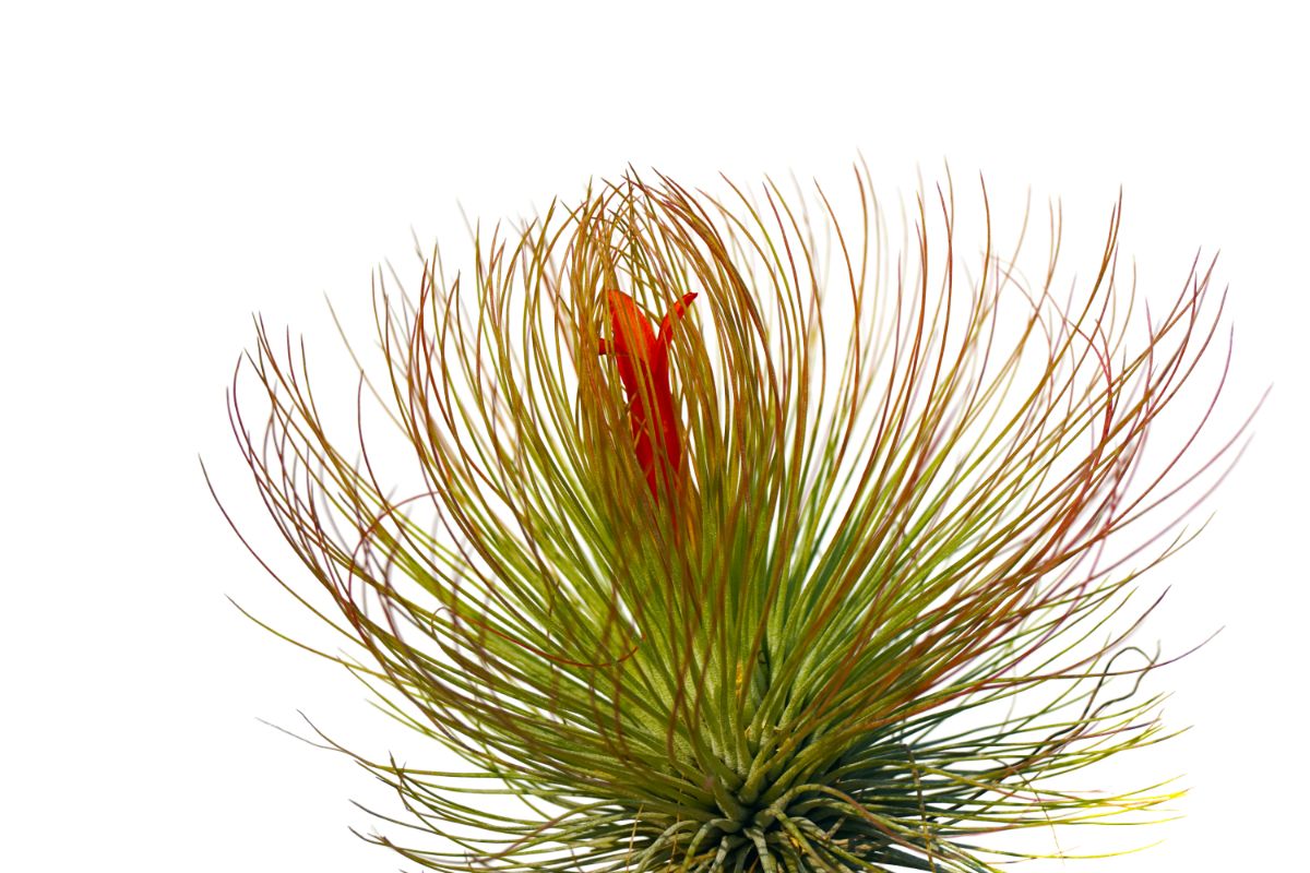 Grassy Andreana air plant with red center flower
