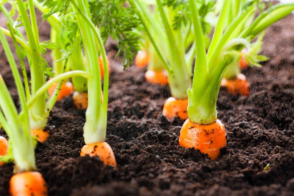 Carrots thinned and spaced to allow for optimal growth