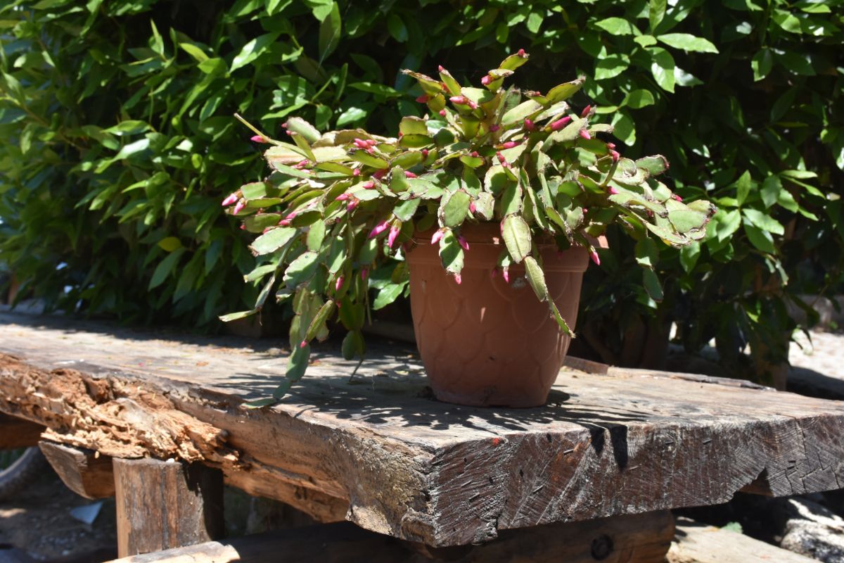 A Christmas cactus living outside in warm weather