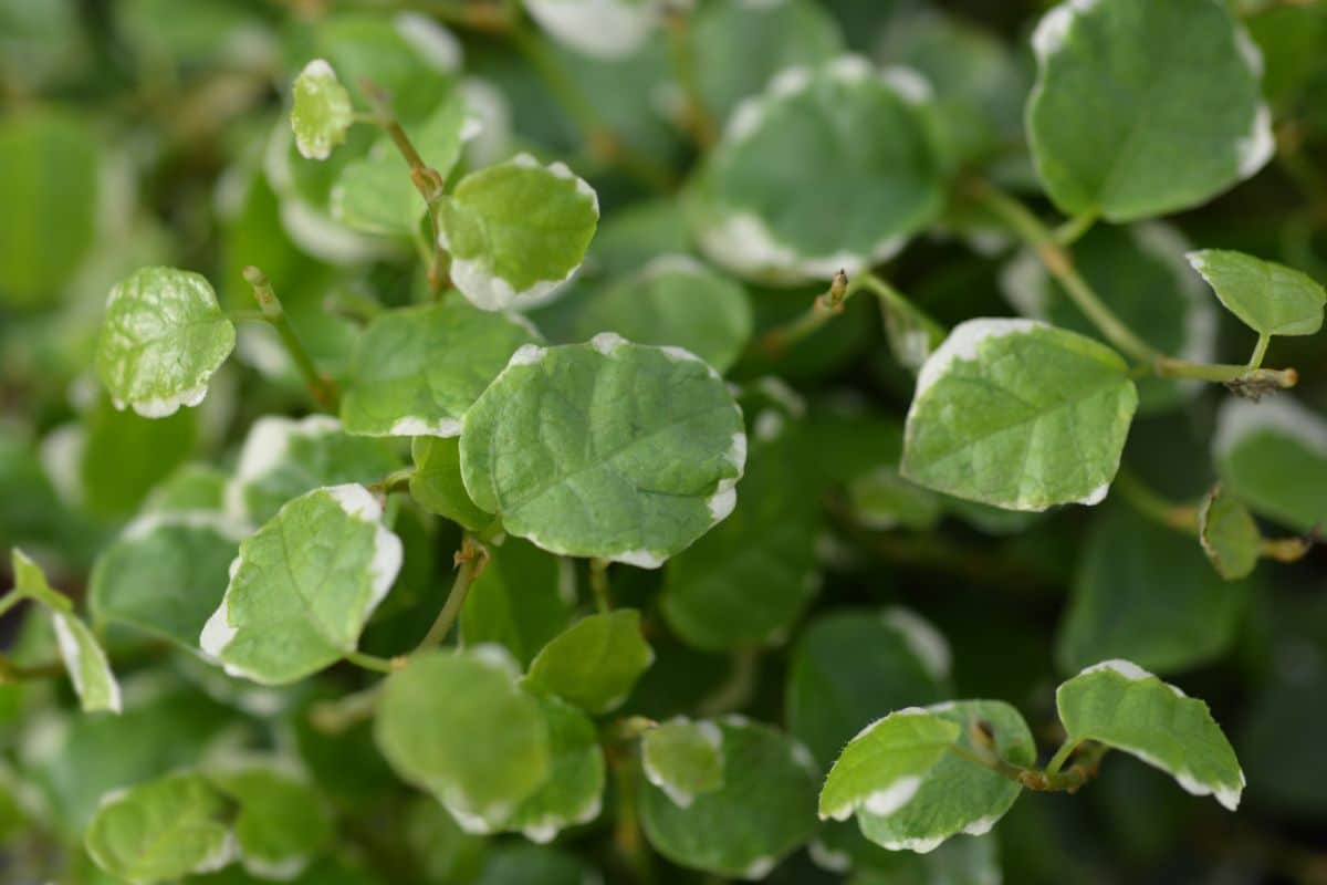 Creeping fig plant for a terrarium