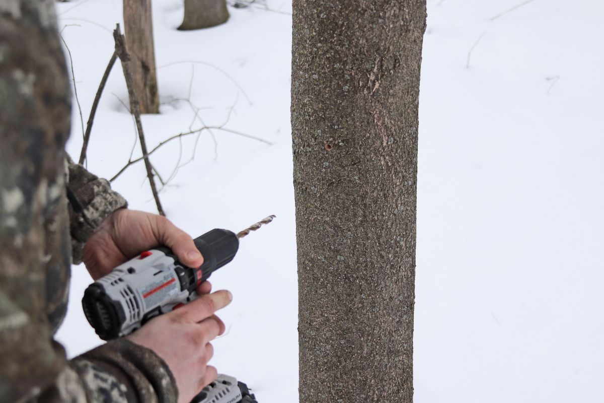 Drilling a hole for a maple tap