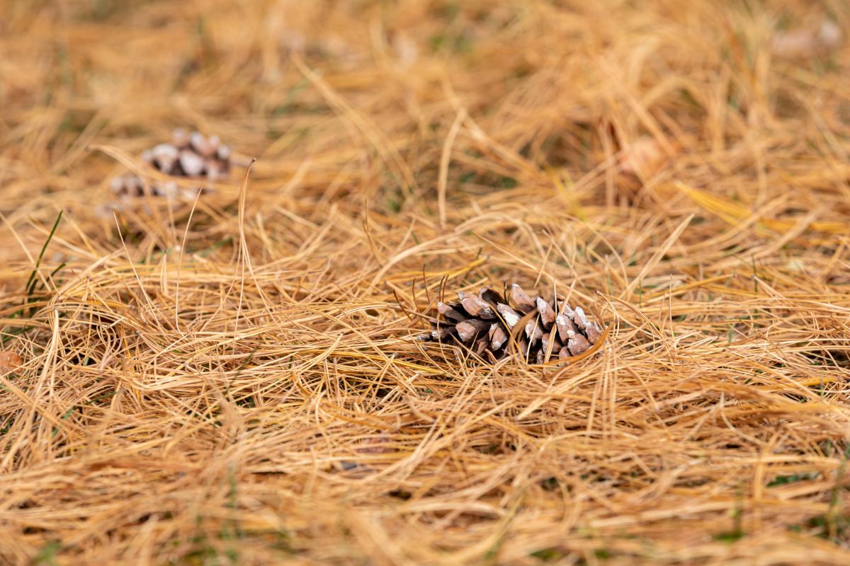 A layer of lightweight pine needle mulch