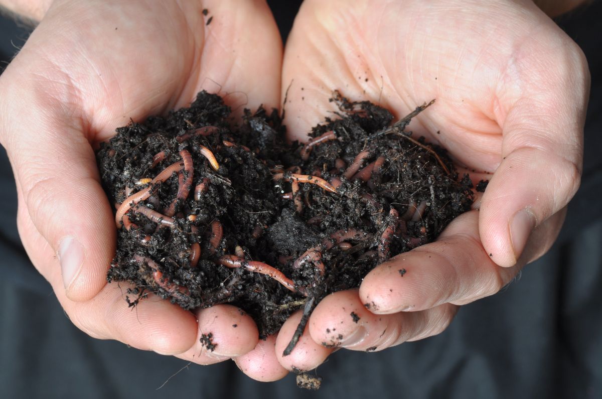 A vermicomposter holding a hand full of worms