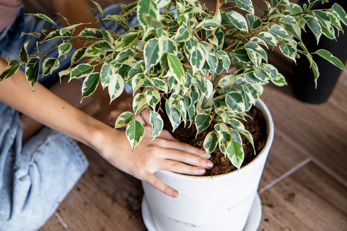 A newly repotted plant in the winter that is well cared for.