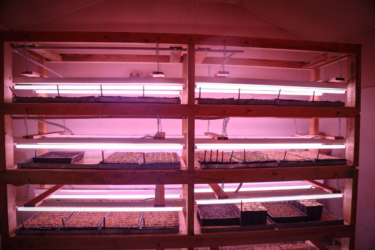 A homemade grow shelf setup using cheap fluorescent grow lights