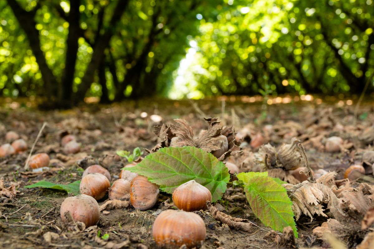 Hazelnuts dropped on the ground