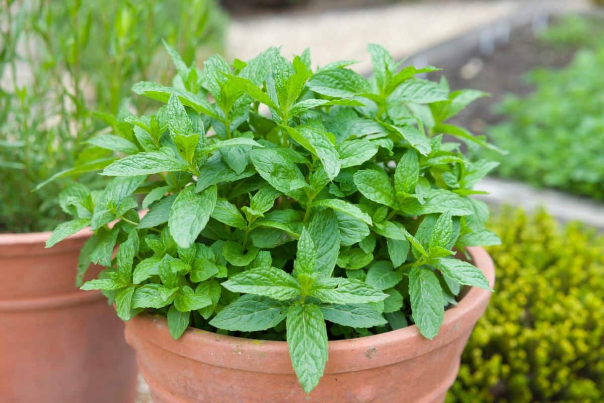 A nicely rounded mint plant growing in a container