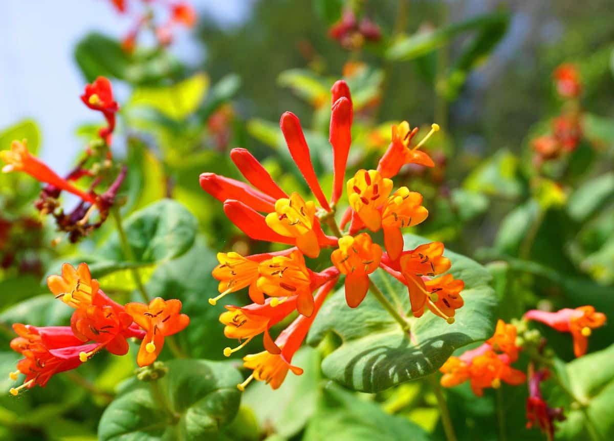 Bright orange honeysuckle leaves ready for cutting and rooting