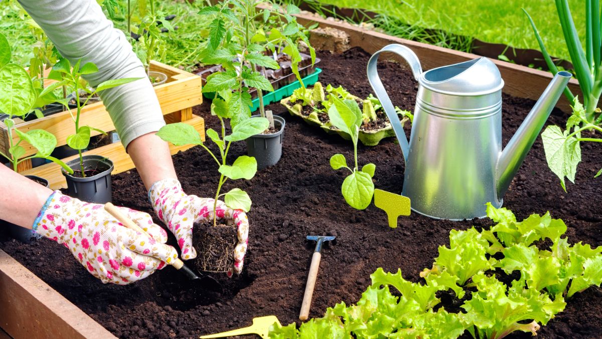 A woman transplanting a healthy pepper plant into her garden bed.