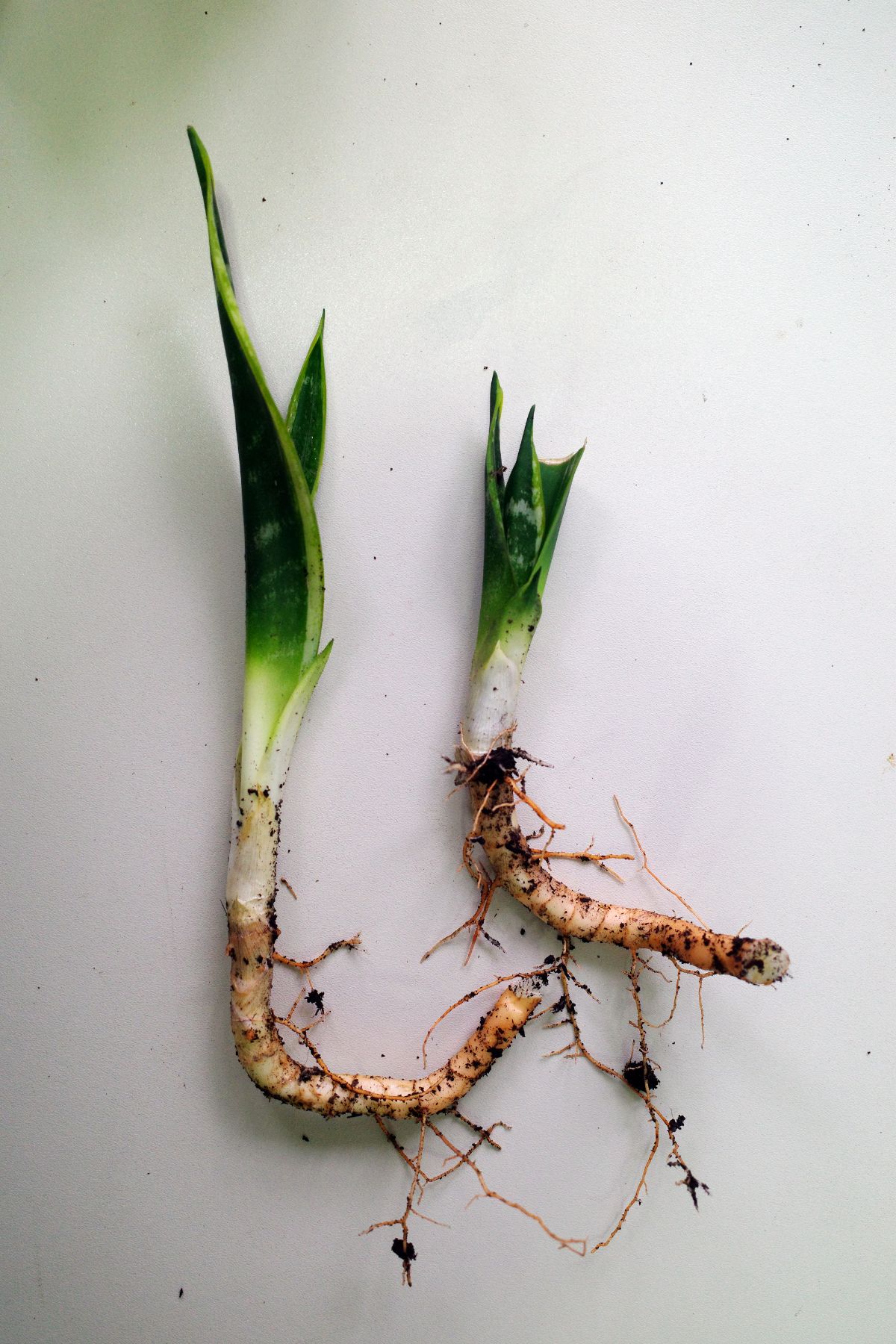 Snake plant rhizomes with fine roots and leaves attached.
