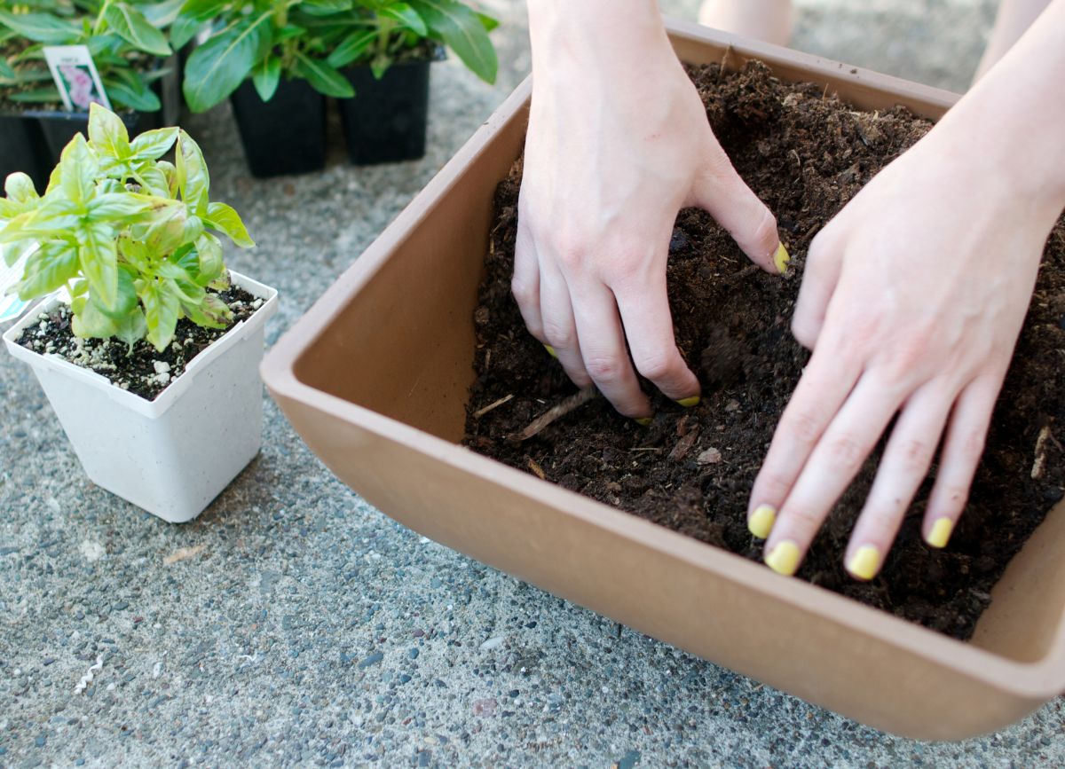 A gardener using new fresh potting soil for planting