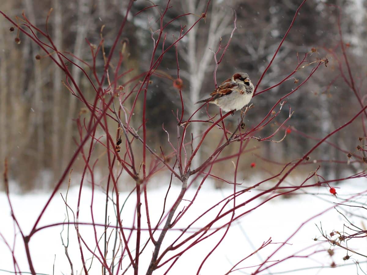 A bird sits on a red twig set against a carpet of white snow