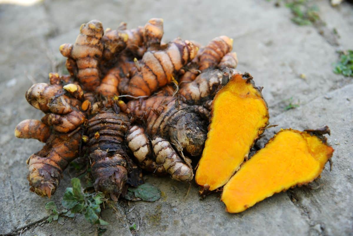A pile of fresh turmeric root with one cut open