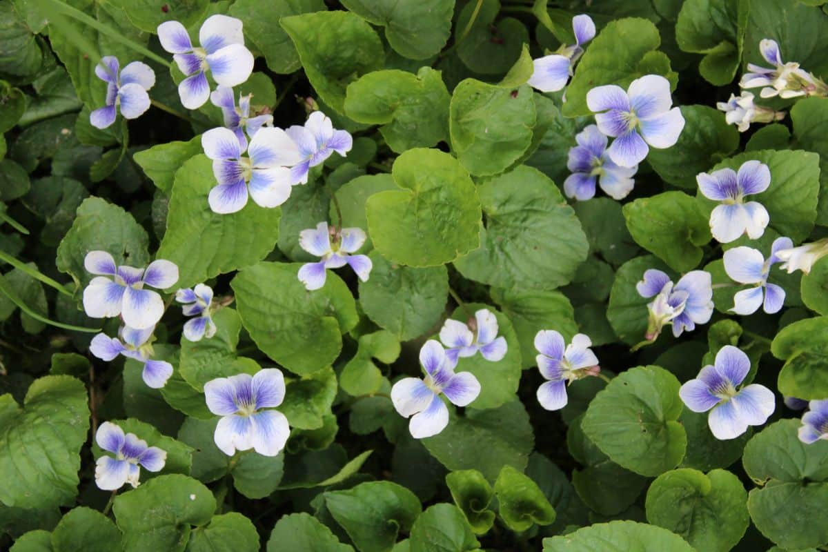 Edible violet flower "weeds"