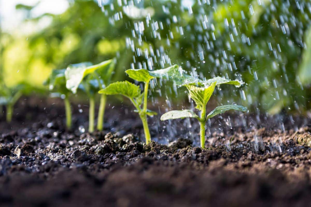 Cucumber plants enjoy watering