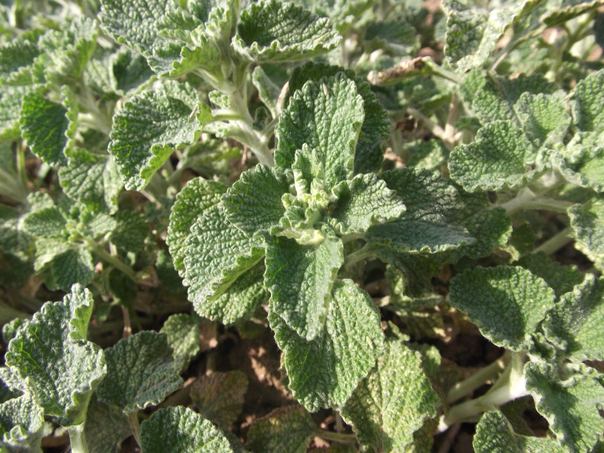 Dusty white-green leaves of the horehound plant