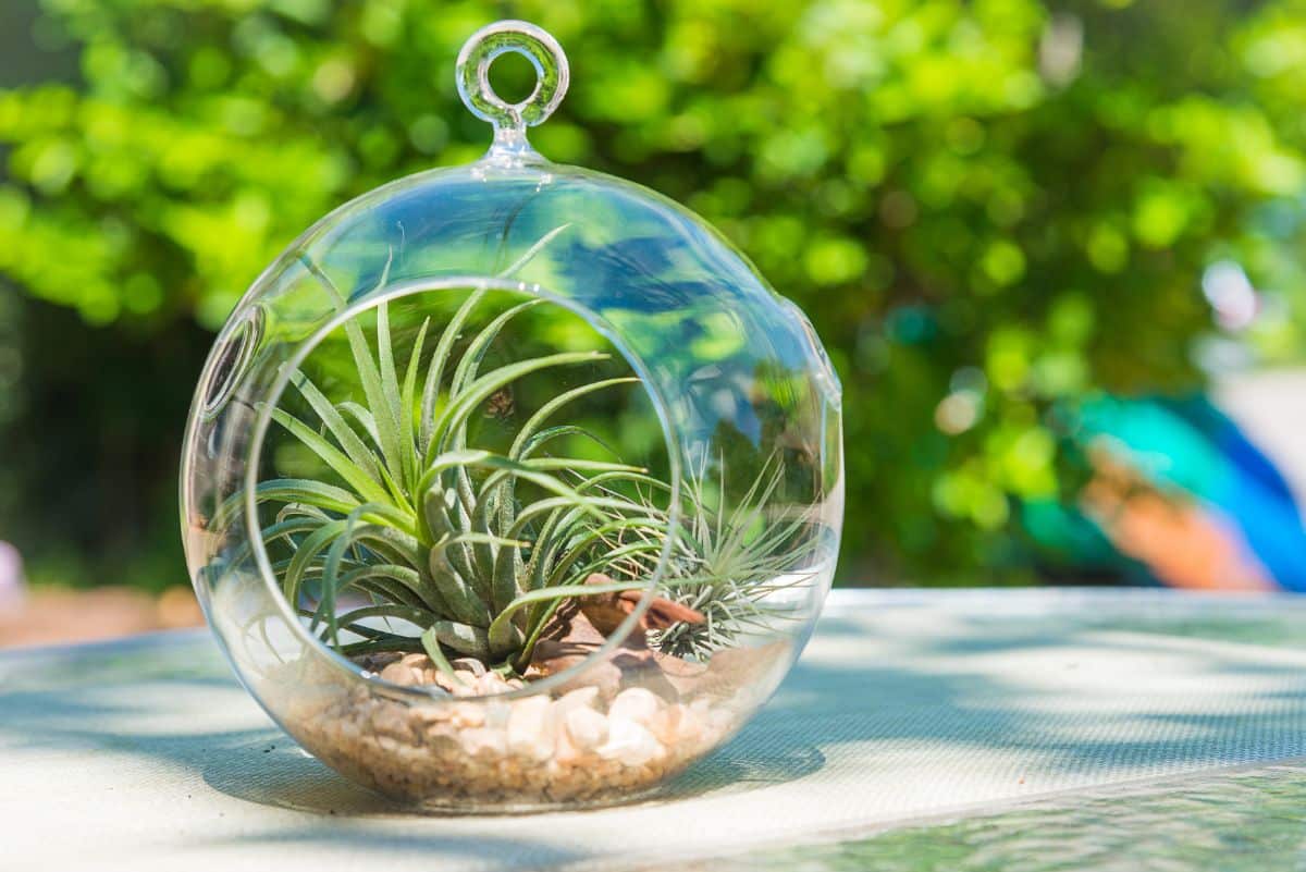 An air plant in a small hanging bulb-style terrarium