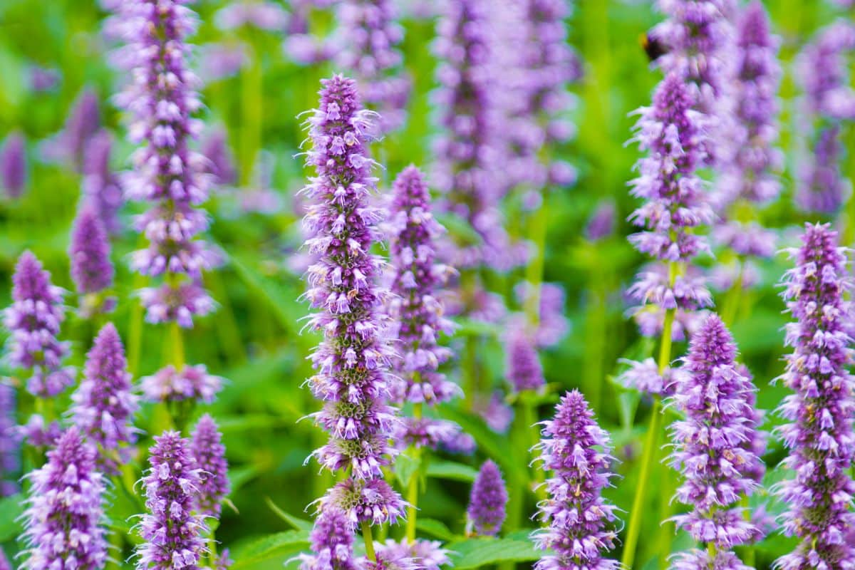 Purple flowers of anise hyssop herb