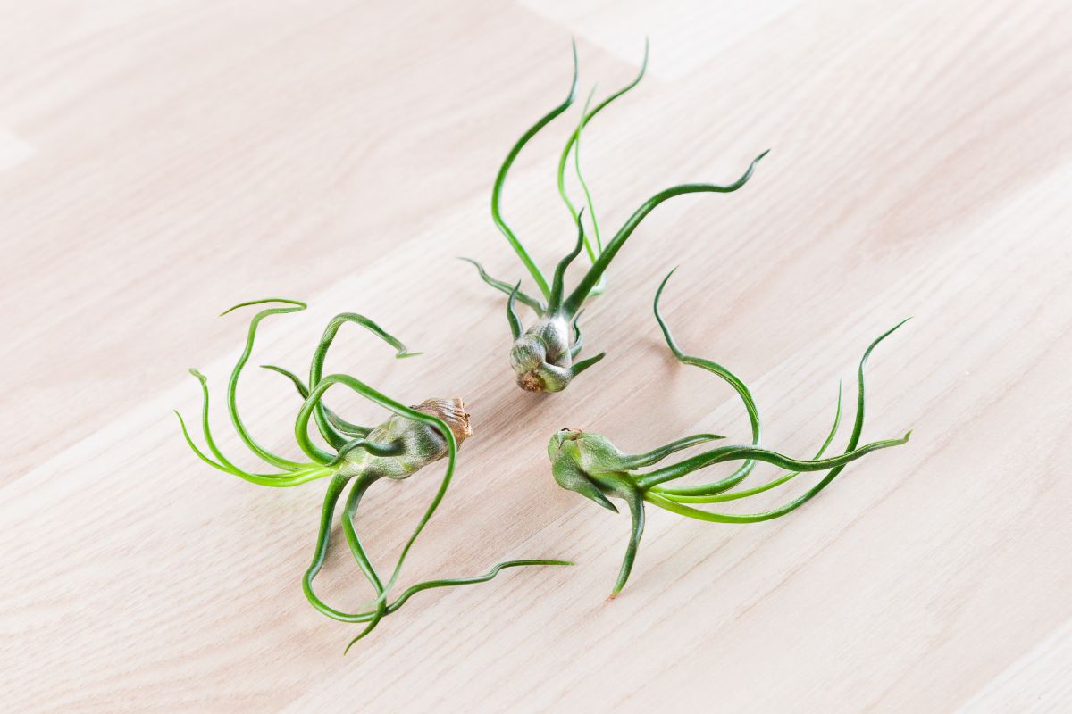 Squid-like bulbosa air plant