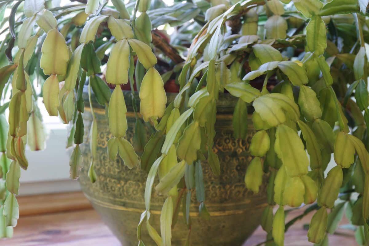 A happy Christmas cactus in a normal living room.