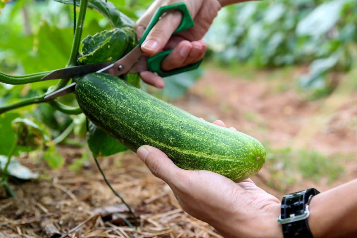 A gardener cuts a cucumber from the vine with scissors