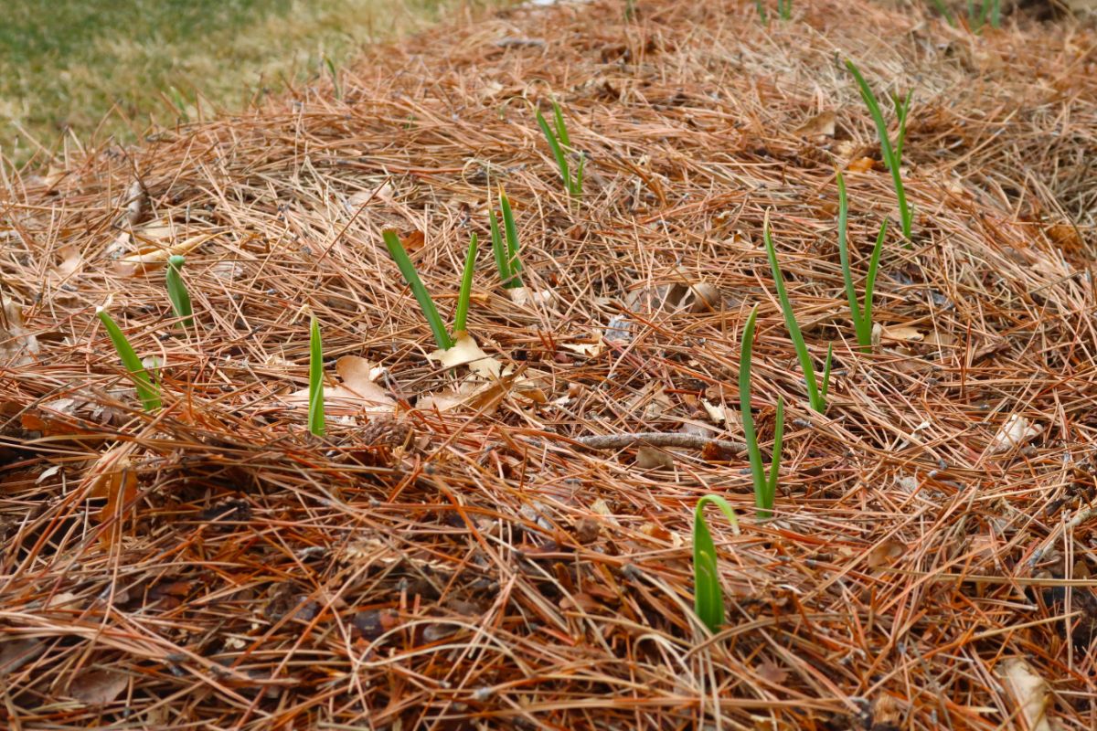 Pine needle mulch in a garlic bed