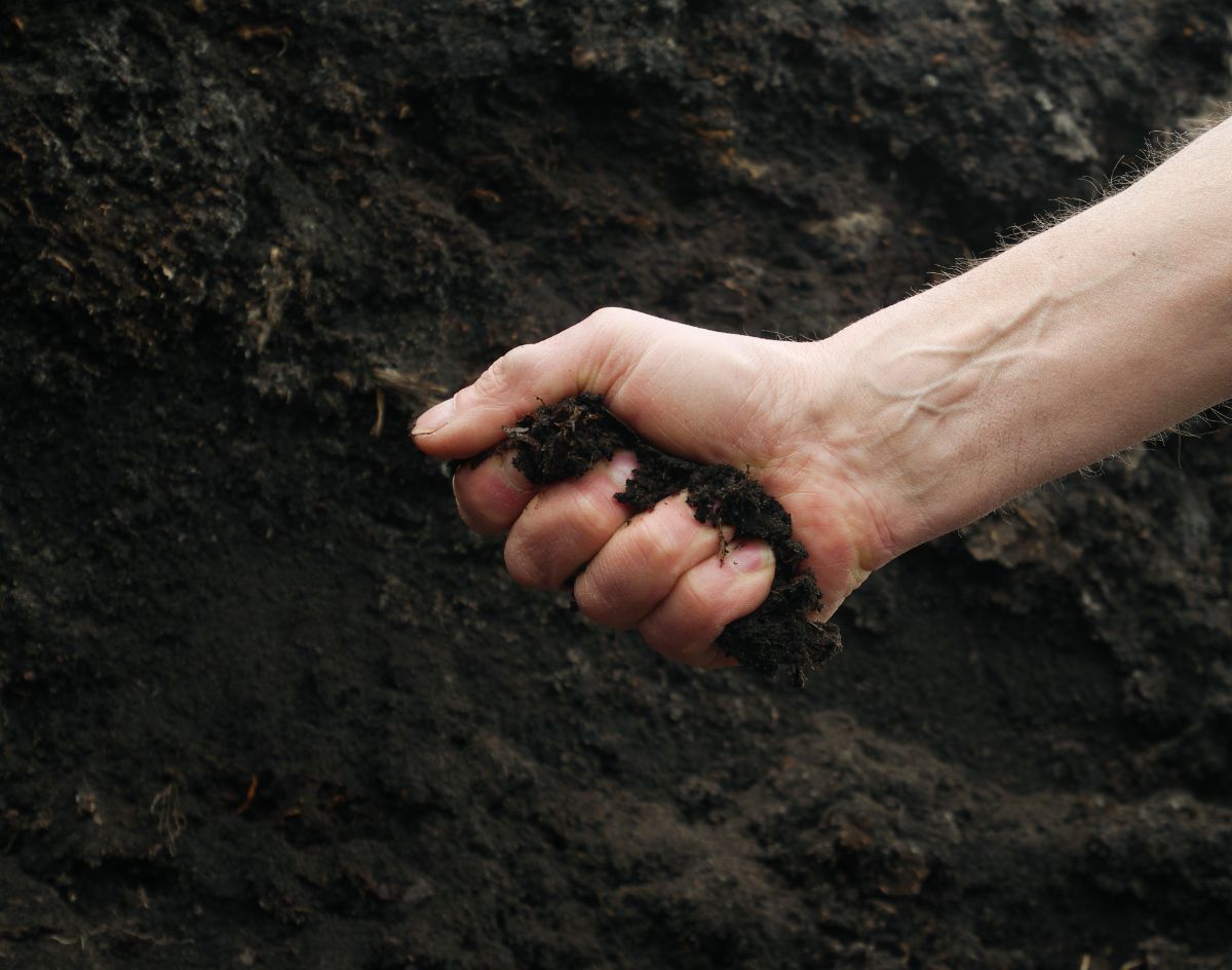 A gardener testing soil for moisture for making soil blocks