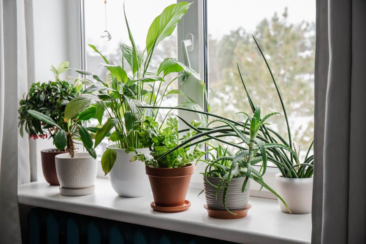 Happy houseplants on a windowsill potted for good health.